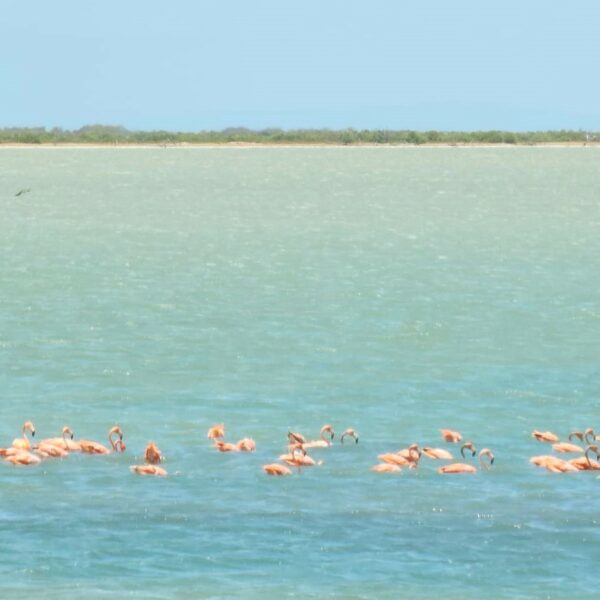 Flamants roses Cayo Cruz