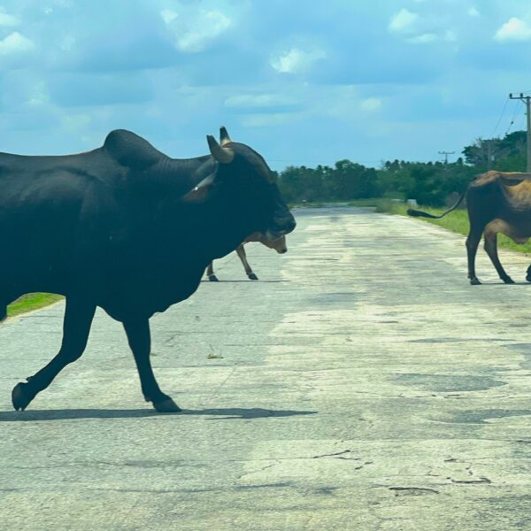 Les vaches qui traversent la route à Cuba