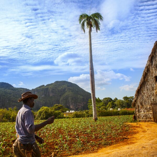 Visite d'une finca de tabac Viñales